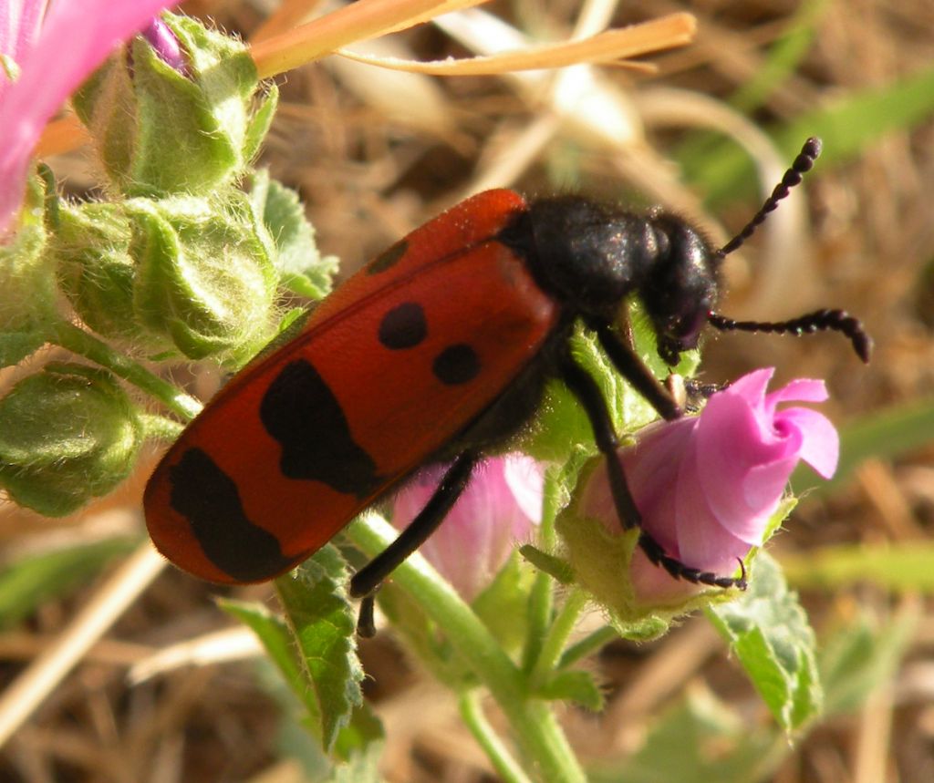 Identificazioni azzardate